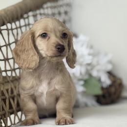 Holden - Cream male Dachshund puppy in Bentonville, Arkansas from Boujee Buns Dachshunds