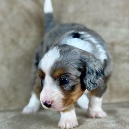 BMF3 - Blue merle female Aussiedoodle puppy in Prague, Oklahoma from Classic K9’s  Aussies & Doodles
