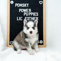 Lil Esther - Black and white female Pomsky puppy in Spring City, Pennsylvania from Pomsky Power Puppies