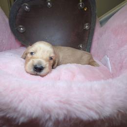 Crumble - Cream male Dachshund puppy in Bristol, Tennessee from It's Mini Wieners Baby