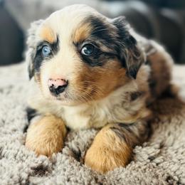 Ocean - Blue merle female Miniature Australian Shepherd puppy in Valley Center, California from DLT MiniAussie