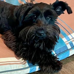 Harper Renae - Miniature Schnauzer