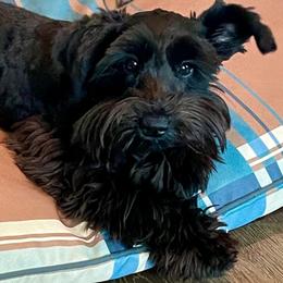 Harper Renae - Miniature Schnauzer
