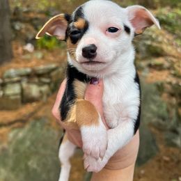 Electra - Chihuahua puppy from Chihuahua Mama