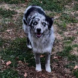 Icee - Miniature Australian Shepherd