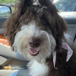 Assorted Doodle Crosses, Aussiedoodle, Bernedoodle, Goldendoodle, and Sheepadoodle All Grown Up from Happy Top Doodles