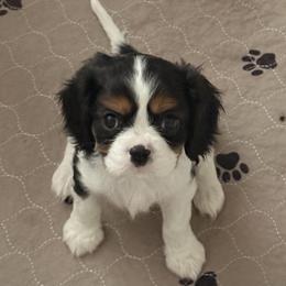 Pepsi - Tri-color male Cavalier King Charles Spaniel puppy in Atwater, California from Countryside Royalty Cavaliers