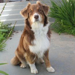 Summer - Australian Shepherd
