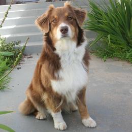 Summer - Australian Shepherd