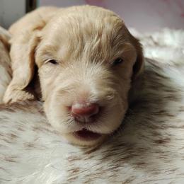 Sunflower - Caramel ice female Labradoodle puppy in Apache Junction, Arizona from Loving Doodle