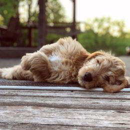 Goldendoodle Puppies from Luneckas Litters