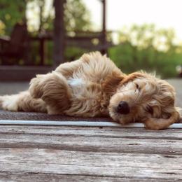 Goldendoodle Puppies from Luneckas Litters