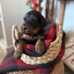 Girl 4 - Phantom female Goldendoodle puppy in Washington, Illinois from Lola Bear Goldendoodles