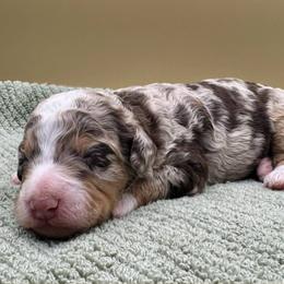 Cherry Cordal (Cherry) - Chocolate merle female Bernedoodle puppy in Hendersonville, North Carolina from Kim's Cove