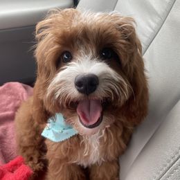 Rosie  - Cavapoo