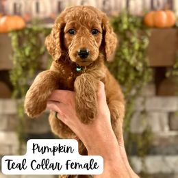 Pumpkin- teal collar - Red  female Goldendoodle puppy in Taylorsville, North Carolina from Doggone Dixie Doodles
