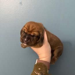 Draco Malfoy - Mahogany and white male Basset Hound puppy in Leroy, Michigan from Iron Sentry Farms