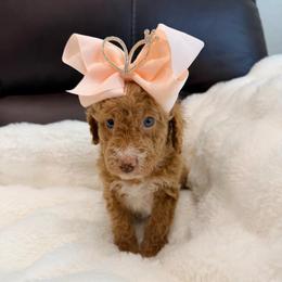 Harlow now Quinn:) - Red  female Goldendoodle puppy in Anthem/Phoenix, Arizona from Ironwood Doodles