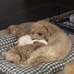 Maltipoo Puppies from Sugar Plum Puppies