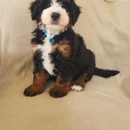 Sawyer - Tri-color male Bernedoodle puppy in Port Orange, Florida from Royal doodles of Florida