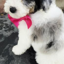 Pink - Blue merle female Aussiedoodle puppy in Georgetown, California from Foothill Aussies