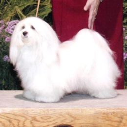 Havanese All Grown Up from Margaret Shafferman