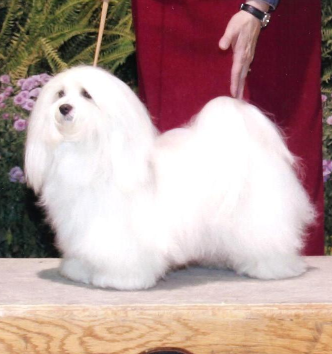 Havanese All Grown Up from Margaret Shafferman