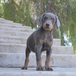 Doberman Pinscher Puppies from Obsidian Kennels