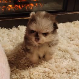 Boy 2 - Chocolate merle male Pomeranian puppy in Syracuse, New York from Precious Fancy Feet Pomeranians
