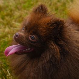 Mabel - Pomeranian