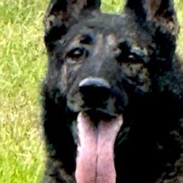 Tsilla - German Shepherd