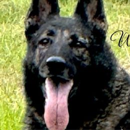 Tsilla - German Shepherd