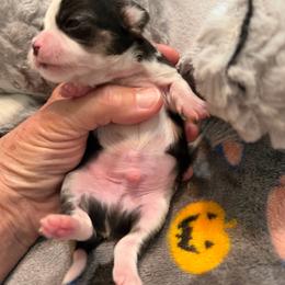 Tommy - Black and white male Chihuahua puppy in Amity, Pennsylvania from Rhoda and Verna