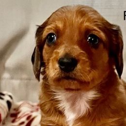 Dachshunds from Baileys Dachshunds