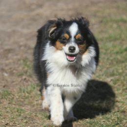 Amber - Toy Australian Shepherd