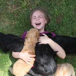 Goldendoodle Puppies from WNC Mountain Doodles