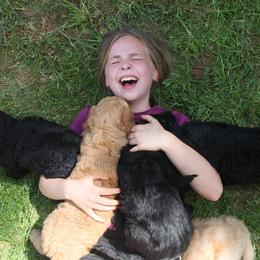 Goldendoodle Puppies from WNC Mountain Doodles