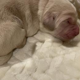 Purple - Cream male Goldendoodle puppy in Medina, Ohio from Farmer Doodles