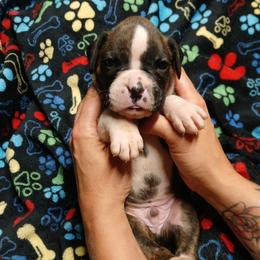 Franklin - Brindle male Boxer puppy in Cannon Falls, Minnesota from Pattys Boxers and Bulldogs