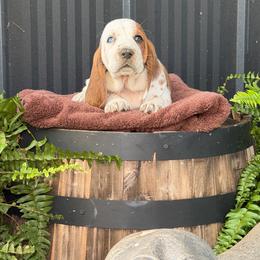 White Collar Female - Mahogany and white female Basset Hound puppy in Manchester, Tennessee from Middle TN Leopard Catahoulas and Middle TN Bassett Hounds