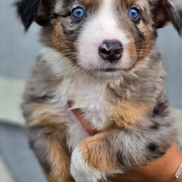 Cowboy - Blue merle male Miniature Australian Shepherd puppy in Lithia, Florida from Waterford Doodle Farm