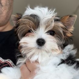 Boy 1 - Black tan and white male Biewer Terrier puppy in Kerhonkson, New York from Arc-en-Ciel Biewers