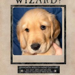 Moody - Light golden male Golden Retriever puppy in Orange City, Florida from Sidekick Retrievers