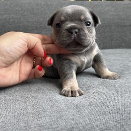 Pink - Tricolors female French Bulldog puppy in Bolingbrook, Illinois from Yara the Frenchie