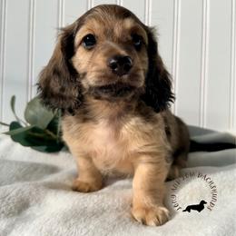 Shaded Cream - Cream male Dachshund puppy in Nampa, Idaho from Long_and_Low_Dachshunds