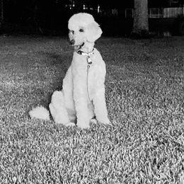 Poodle Puppies from Ocala Standard Poodles