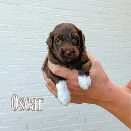 Oscar (Red Collar) - Chocolate male Goldendoodle puppy in Bell Buckle, Tennessee from Precious Puptown Doodles
