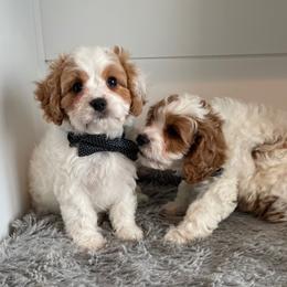 Bernedoodle, Cavalier King Charles Spaniel, and Cavapoo Puppies from Harper Haven Cavaliers & Doodles