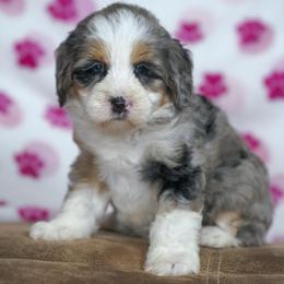 Tinder - Blue merle female Bernedoodle puppy in Dundee, Ohio from Down Home Doodle