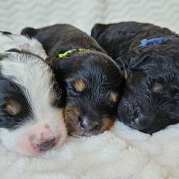 Lily - Tri-color female Bernedoodle puppy in Granton, Wisconsin from Rose River Farms